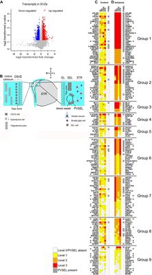 Transcriptome Response and Spatial Pattern of Gene Expression in the Primate Subventricular Zone Neurogenic Niche After Cerebral Ischemia